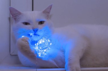 zarif beyaz kedi parlayan mavi çelenk nibbles