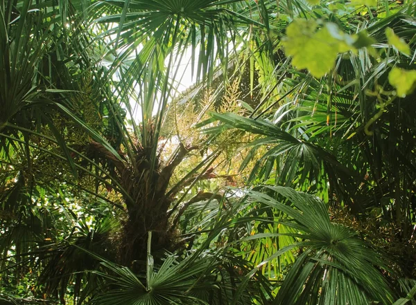 Groene Palmbomen Regen Het Licht Van Zon — Stockfoto