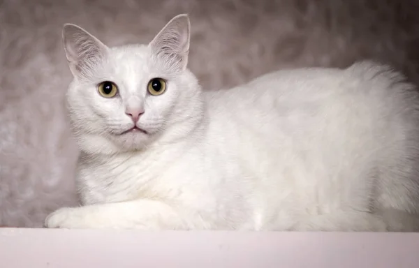 Belo Gato Branco Olhando Direto Para Câmera — Fotografia de Stock