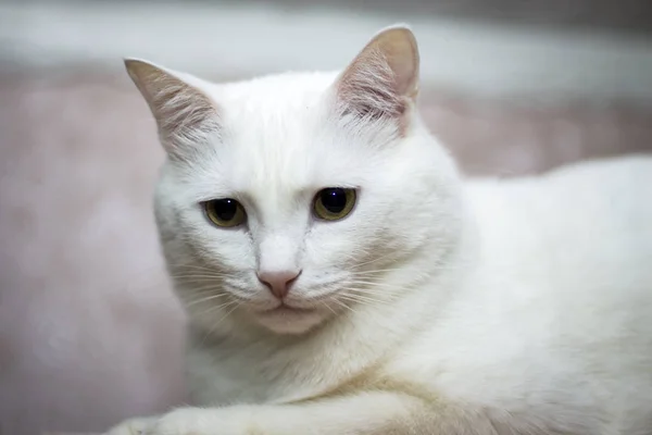 穏やかな白い猫は美しい横になっていると何かを見て — ストック写真