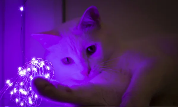 Gato Blanco Peludo Una Guirnaldas Brillantes Púrpura — Foto de Stock