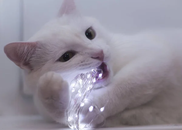 Beautiful White Cat Gnaws Luminous Garland — Stock Photo, Image