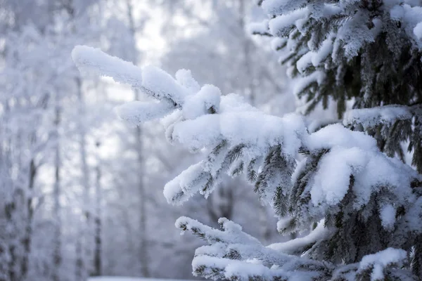 Sur Les Branches Vertes Épinette Trouve Beau Gros Plan Neige — Photo