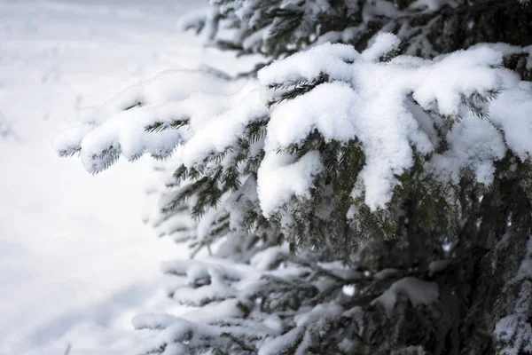 Branche Épinette Blanche Couverte Neige Dans Ville Park — Photo