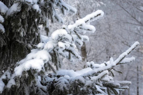 Branche Épinette Couverte Neige Dans Ville Parc — Photo