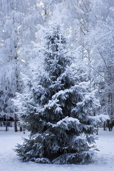 Paysage Hivernal Fabuleux Blanc Avec Arbre Noël Couvert Neige — Photo