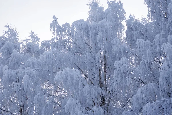 Arbres Blancs Couverts Neige Hiver Russie — Photo