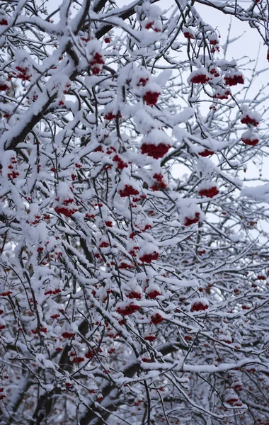 Красные Ягоды Рябине Покрытые Белым Снегом — стоковое фото