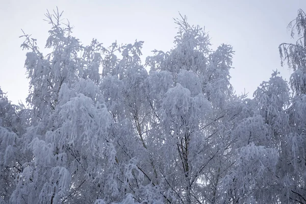 Arbres Blancs Dans Neige Hiver Russie — Photo