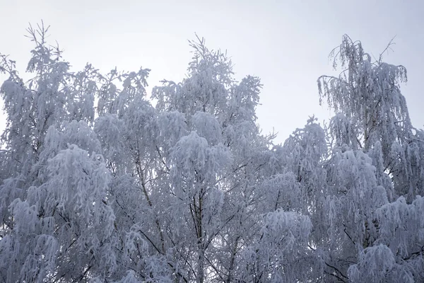 Arbres Blancs Dans Neige Hiver Russie — Photo