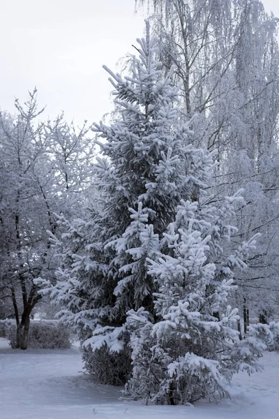 Paysage Hivernal Fabuleux Blanc Avec Arbre Noël Couvert Neige — Photo