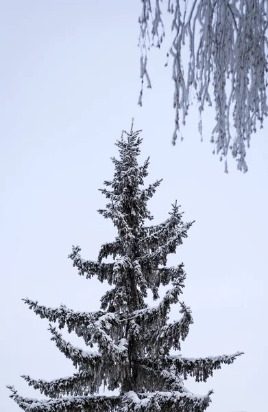 Parte Superior Abeto Verde Cubierto Nieve Fondo Ramas Abedul Cubiertas — Foto de Stock