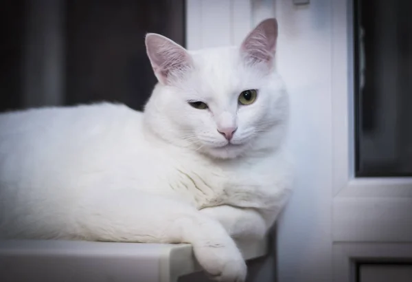 Gato Branco Pisca Câmera Pela Janela Noite — Fotografia de Stock