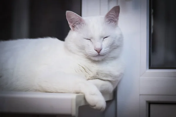 gece pencereye yorgun beyaz kedi uyur