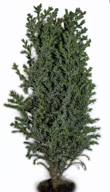 Beyaz arka plan üzerinde küçük yeşil ev yapımı selvi