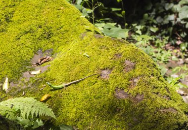 Kertenkele incelikle yeşil yosun parlak güneşin üzerinde yatıyor.