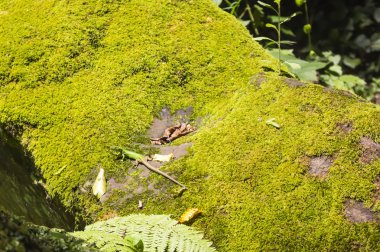 Kertenkele incelikle üzerinde yeşil yosun yalan