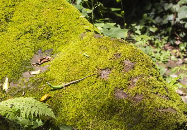 Kertenkele incelikle yeşil yosun parlak güneşin üzerinde yatıyor.