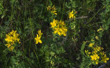St John's wort yaz aylarında çiçek kapatın - kadar arka plan olarak