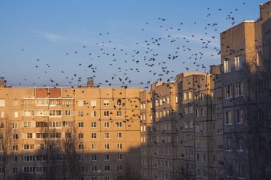 waxwings gökdelenler arasında gökyüzüne uçan güzel sürüsü