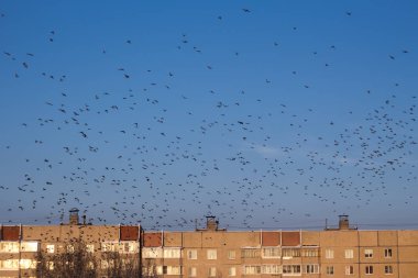 waxwings gökdelenler arasında gökyüzüne uçan güzel sürüsü