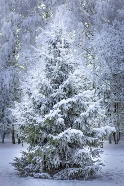 magical live Christmas tree in white snow on white trees background