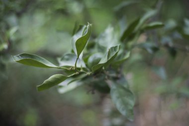 Bahçede büyüyen taze yeşil defne yaprağı yakın çekim.