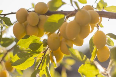 parlak güneş ışığı bahçesinde dal Sarı Erik