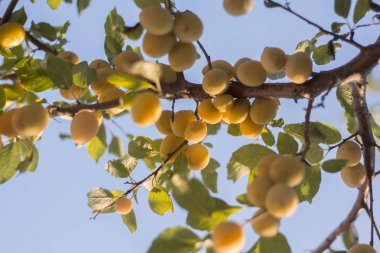 dal mavi gökyüzüne karşı bahçede Sarı Erik