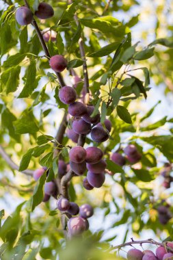 Erik ağacı sulu meyve ile