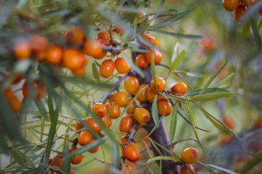 Güzel deniz cehri bahçede