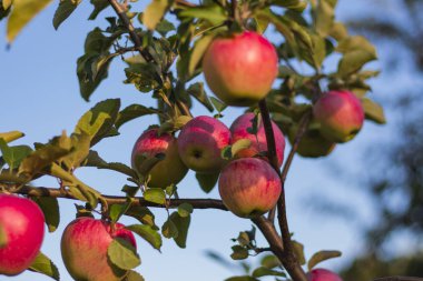 Elma Bahçesi, bir dalda asılı olgun sulu meyve