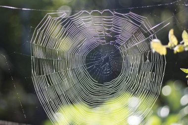 Sabah bahçe çiğ damlaları ile arka planda iki dalları arasında doğal web.