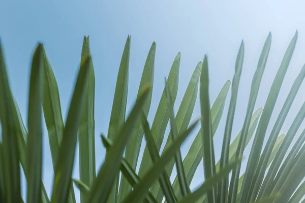 Palmbomen Tegen Blauwe Hemel Zomer Boom — Stockfoto