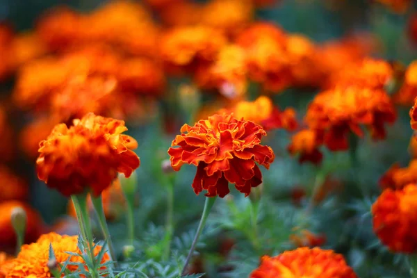 Heldere Oranje Bloemen Tagetes Groeien Tuin — Stockfoto
