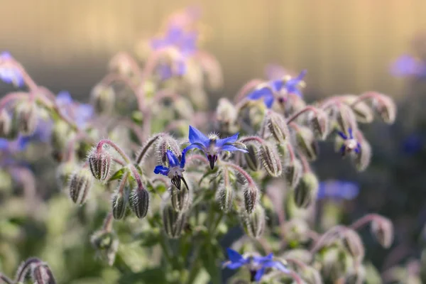 Blue Borage Flowers Garden — Stock Photo, Image
