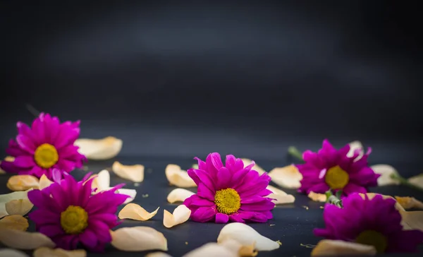 Sfondo Nero Con Crisantemi Rossi Petali Rosa Con Spazio Copia — Foto Stock