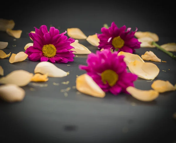 Sfondo Nero Con Crisantemi Rossi Petali Rosa Con Spazio Copia — Foto Stock