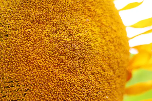 Соняшник Стиглим Насінням Жовтий Фон — стокове фото