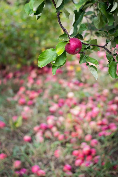 Red apples on the grass under the Apple tree and apples on the tree