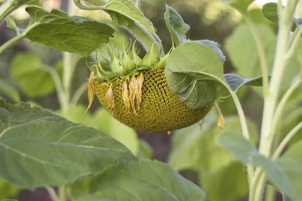 Tournesol Avec Des Graines Mûres Dans Jardin — Photo