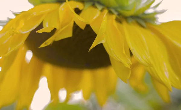 Жовтий Абстрактний Розмитий Квітковий Фон — стокове фото