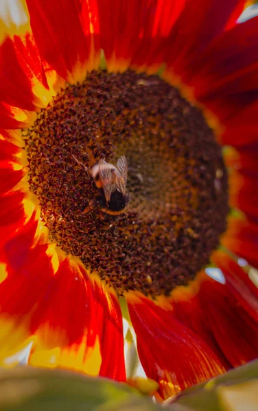 Red sunflower in the summer with bumblebee