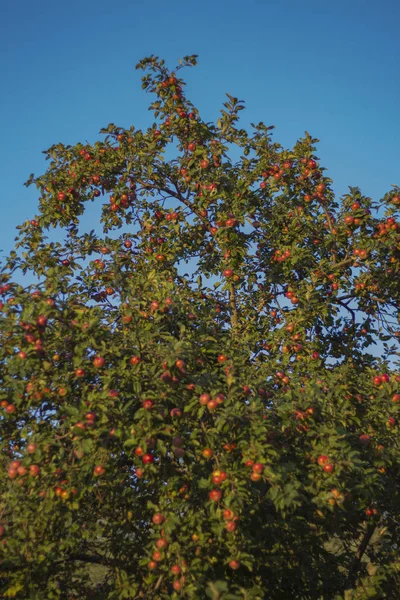 Röda Mogna Äpplen Äppelträd Blå Himmel Bakgrund Vid Solnedgången — Stockfoto