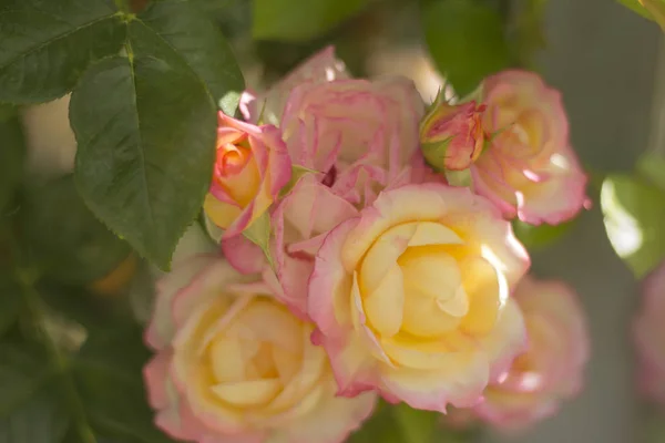 Schöne Rosenblüten Auf Sonnenlicht Garten — Stockfoto