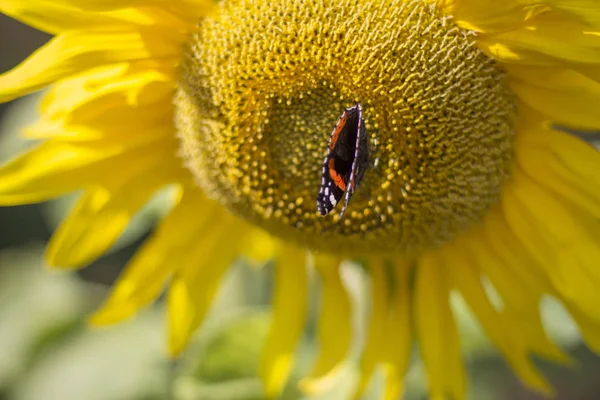 Красивий Метелик Жовтій Квітці Соняшнику — стокове фото