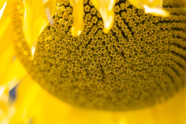 Жовтий Соняшник Природний Фон Крупним Планом — стокове фото
