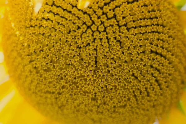 Doğal Bir Arka Plan Olarak Sarı Ayçiçeği Yakın Çekim — Stok fotoğraf
