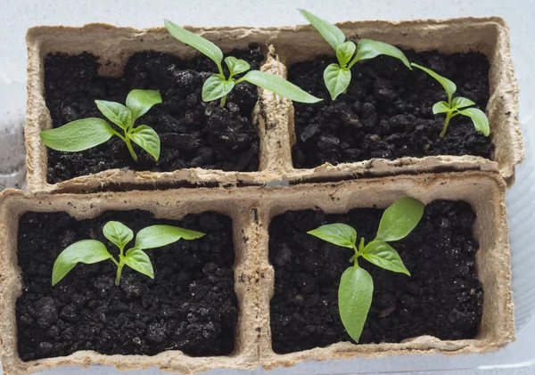 Groene zaailingen van paprika in biologische cups — Stockfoto