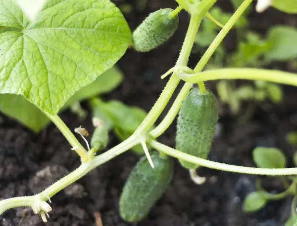 Växande gröna gurkor i trädgården utomhus — Stockfoto